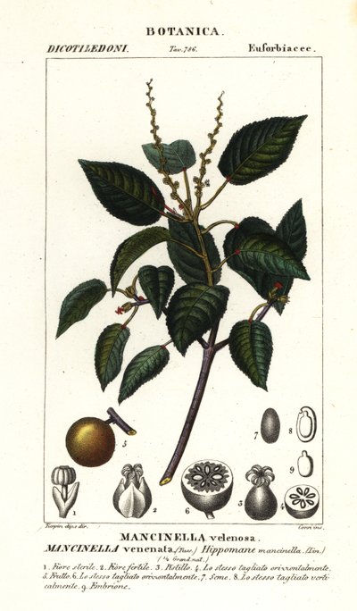 Manchineel nebo plážová jabloň, Hippomane mancinella od Stanghi Stanghi