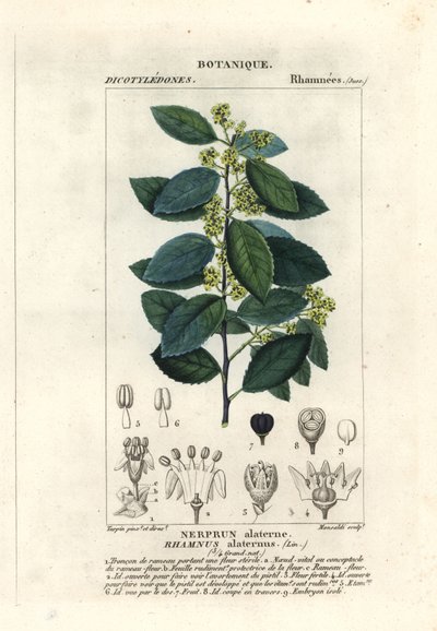 řešetlák středomořský, Rhamnus alaternus od Stanghi Stanghi