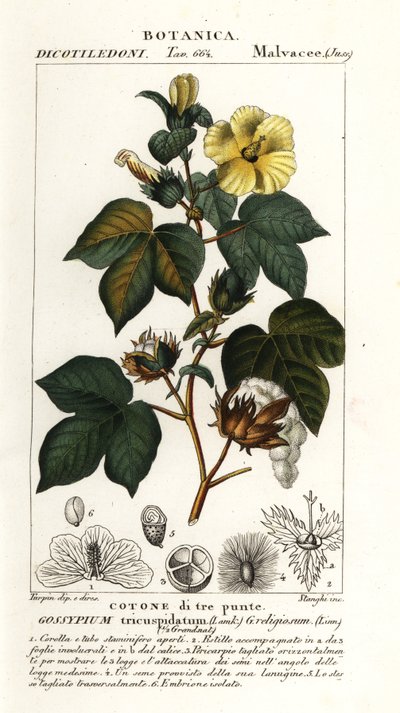 Mexická bavlna, Gossypium hirsutum od Stanghi Stanghi
