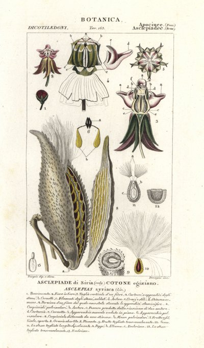 Milkweed, Asclepias syriaca od Stanghi Stanghi