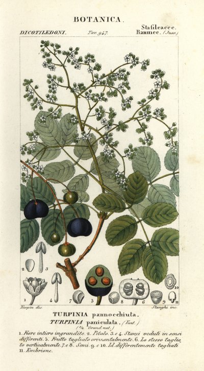Muttonwood, Turpinia occidentalis od Stanghi Stanghi
