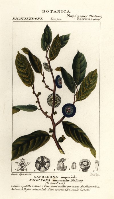 Napoleonaea imperialis od Stanghi Stanghi