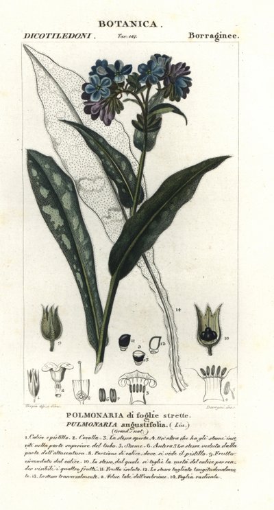 Plicník úzkolistý, Pulmonaria angustifolia od Stanghi Stanghi