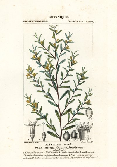 Olax stricta od Stanghi Stanghi