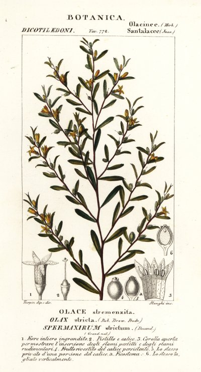 Olax stricta od Stanghi Stanghi