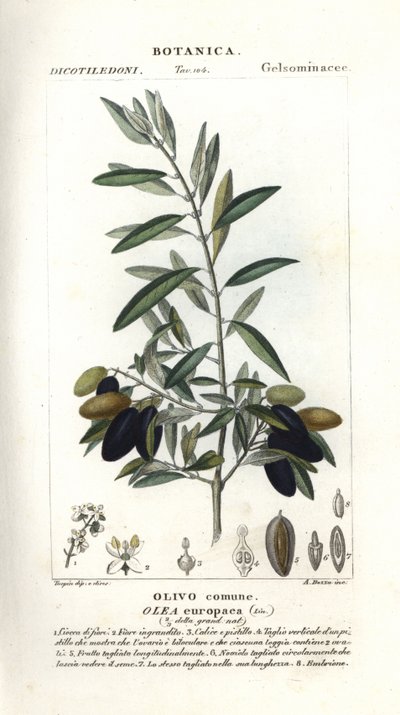 Olive tree, Olea europaea od Stanghi Stanghi