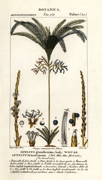 Palma, Geonoma maxima od Stanghi Stanghi