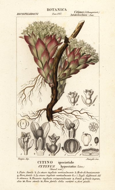 Parazitická rostlina, Cytinus hypocistis od Stanghi Stanghi