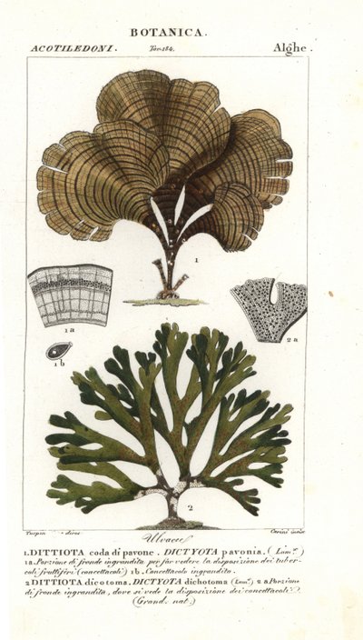 Paví ocas, Padina pavonica 1 a Dictyota dichotoma 2 od Stanghi Stanghi
