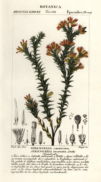 Růžové bažinaté vřesoviště, Sprengelia incarnata od Stanghi Stanghi