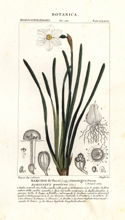 Básníkův narcis, Narcissus poeticus od Stanghi Stanghi