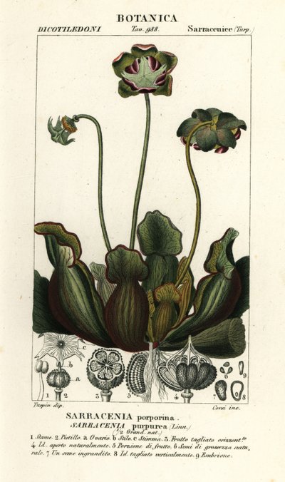Fialová láčkovka, Sarracenia purpurea od Stanghi Stanghi