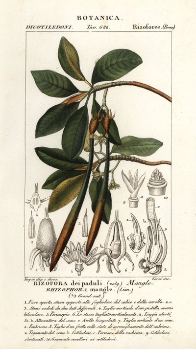 Červený mangrovník, Rhizophora mangle od Stanghi Stanghi
