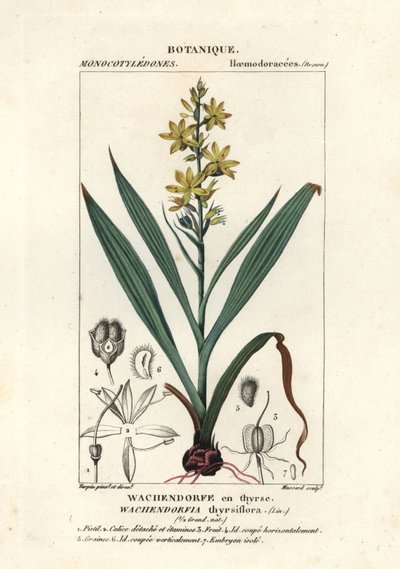 Červený kořen, Wachendorfia thyrsiflora od Stanghi Stanghi