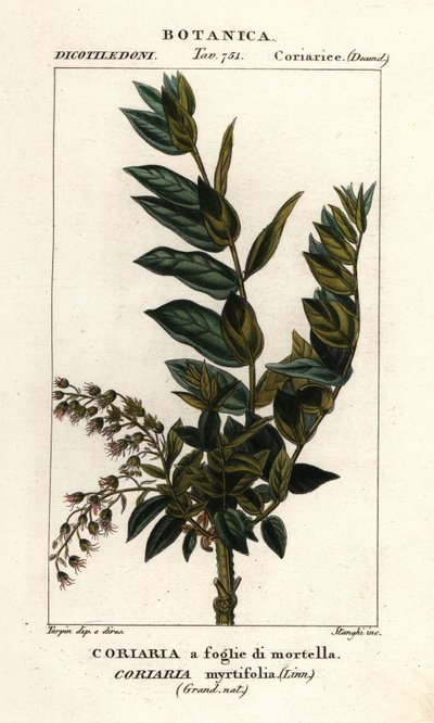 Redoul strom, Coriaria myrtifolia od Stanghi Stanghi