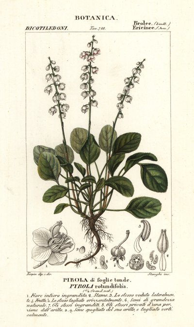 Zimozel okrouhlolistý, Pyrola rotundifolia od Stanghi Stanghi