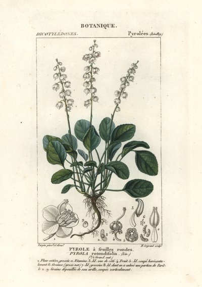 Zimozel okrouhlolistý, Pyrola rotundifolia od Stanghi Stanghi