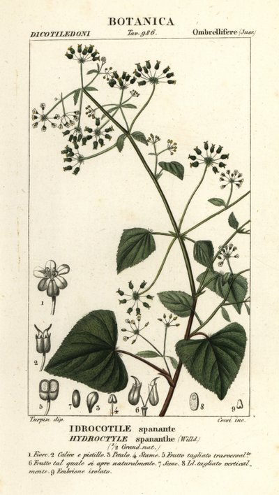 Spananthe paniculata Hydrocotyle spananthe, Idrocotile spanante od Stanghi Stanghi