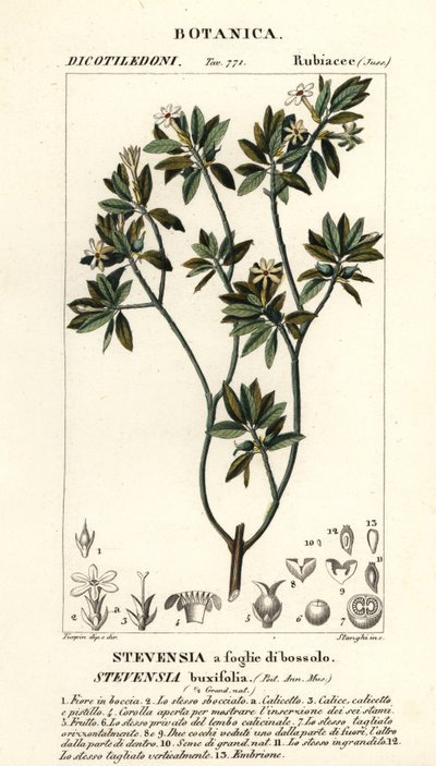 Stevensia buxifolia od Stanghi Stanghi