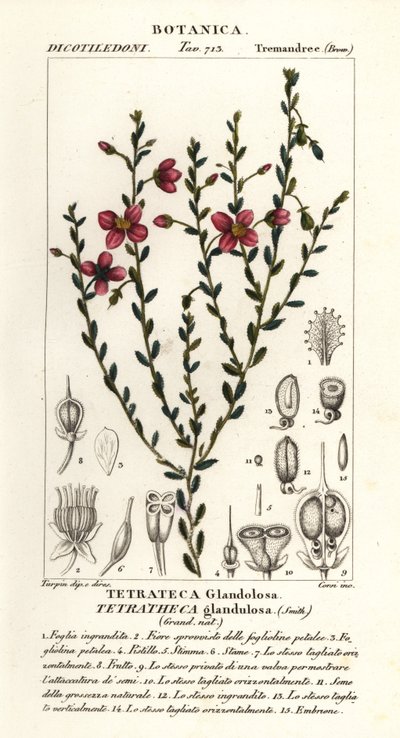 Tetratheca glandulosa od Stanghi Stanghi