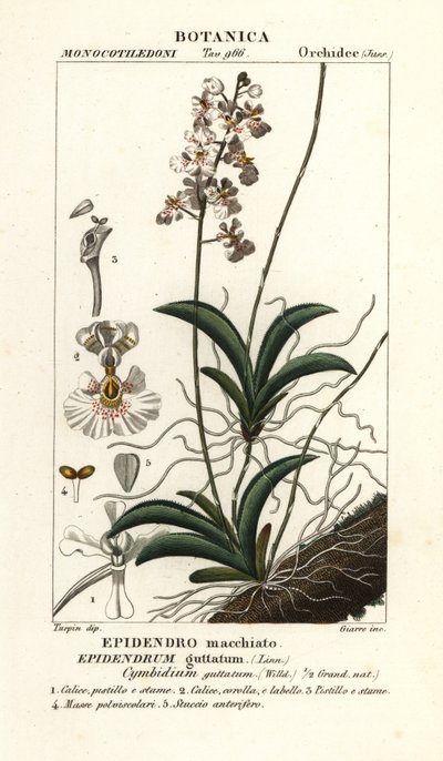 Orchidej Tolumnia guttata od Stanghi Stanghi