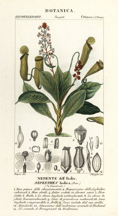 Tropická láčkovka, Nepenthes destilatoria od Stanghi Stanghi