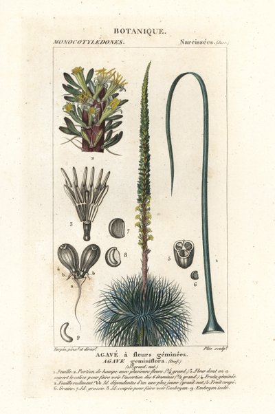 Dvoukvětá agáve, Agave geminiflora od Stanghi Stanghi