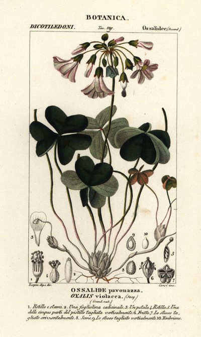 Šťovík fialový, Oxalis violacea od Stanghi Stanghi