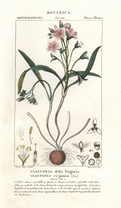 Virginia springbeauty, Claytonia virginica od Stanghi Stanghi