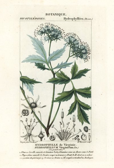 Virginia waterleaf, Hydrophyllum virginianum od Stanghi Stanghi