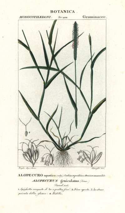 Liška vodní, Alopecurus geniculatus od Stanghi Stanghi