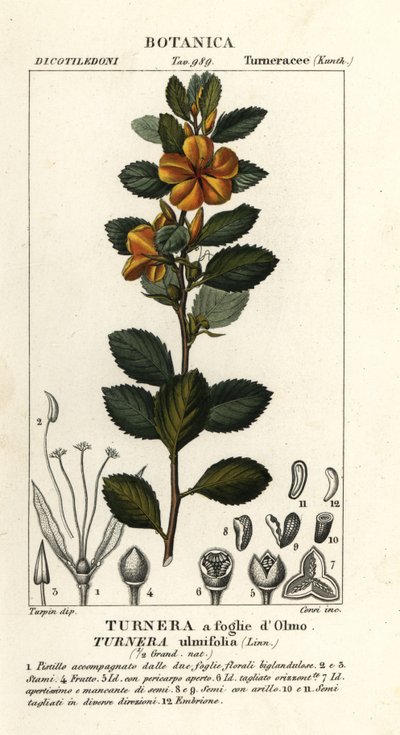 Olše žlutá, Turnera ulmifolia od Stanghi Stanghi