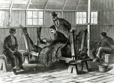 Odebírání viru z telete, ilustrace z „Harper