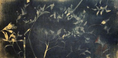 Botanická studie v indigu od Stefano Mazzolini
