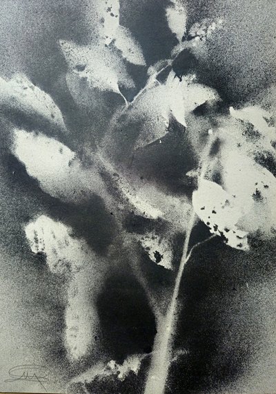 Monochromatická botanická studie od Stefano Mazzolini