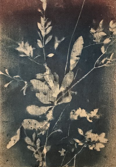 Vintage modré botanické motivy od Stefano Mazzolini