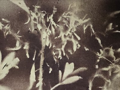 Vintage botanické siluety od Stefano Mazzolini
