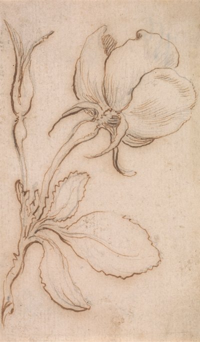 Studie v Pinks and Roses od Stefano della Bella