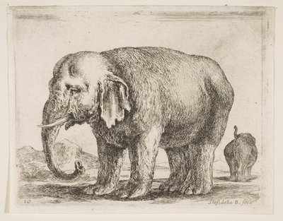 Deska 10: slon, z Různá zvířata Diversi animali, ca. 1641. od Stefano della Bella