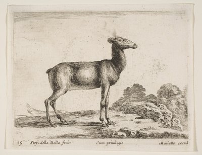 Deska 15: laň, z Různá zvířata Diversi animali, ca. 1641. od Stefano della Bella