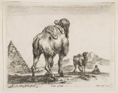 Talíř 18: velbloud při pohledu zezadu s pyramidou vlevo, ze strany Různá zvířata Potápěč..., ca. 1641. od Stefano della Bella