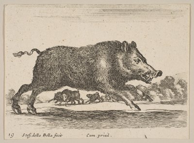 Deska 19: divočák, z Různá zvířata Diversi animali, ca. 1641. od Stefano della Bella