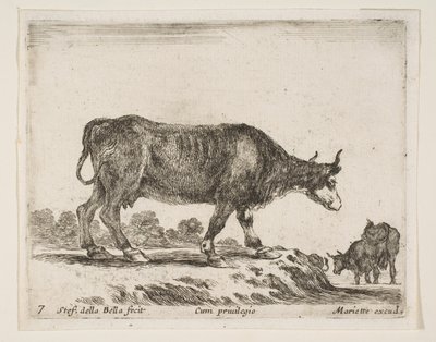 Deska 7: vůl, z Různá zvířata Diversi animali, ca. 1641. od Stefano della Bella