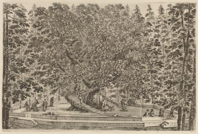 Obydlený strom, pravděpodobně 1653. od Stefano della Bella