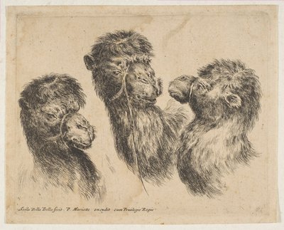 Tři velbloudí hlavy, ca. 1641. od Stefano della Bella