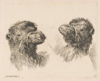 Dvě velbloudí hlavy, ca. 1641. od Stefano della Bella