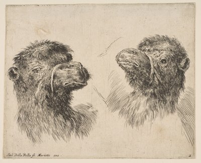 Dvě velbloudí hlavy, ca. 1641. od Stefano della Bella