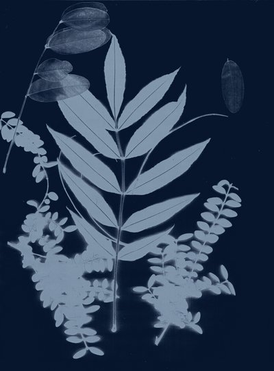 Cyan Foliage 01, 2017 (digitální) od Stephen Dow