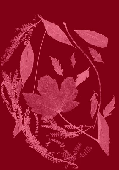 Červené listí, 2017 (digitální) od Stephen Dow