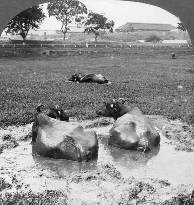 Buffalo wallow, Barma, 1908 od Stereo Travel Co